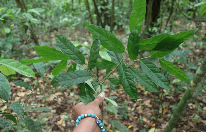 Figura 15. <i>Mortoniodendron costaricense</i></i> (Malvaceae), planta hospedera de <i>Dichomeris</i></i> Janzen356 (Gelechiidae). Estación San Gerardo. Foto Gloria Sihezar. 31marzo 2023.