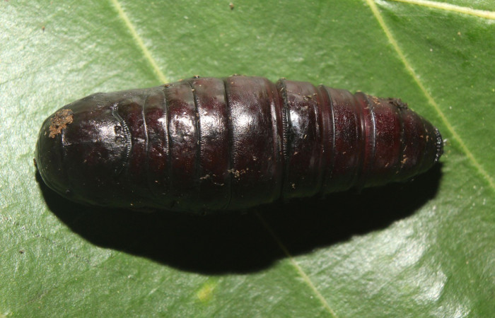 Figura 10. Pupa <i>Crinodes</i></i> ritsemaeDHJ02 (Notodontidae). (18-SRNP-70418-DHJ741820.jpg).