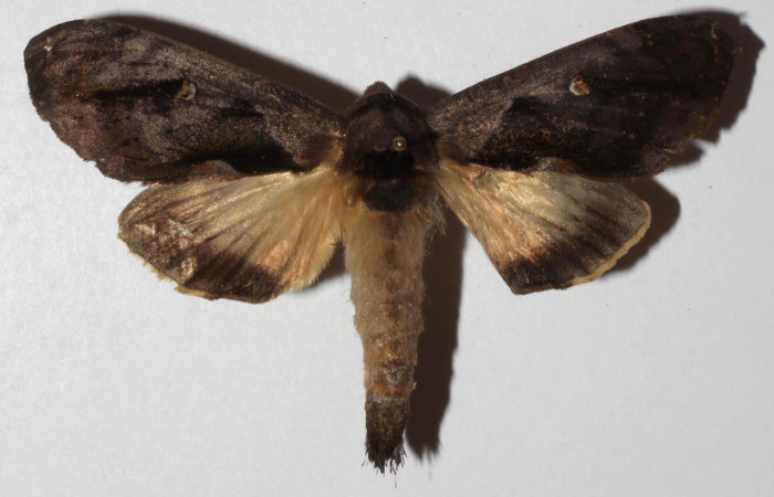 Figura 11. Adulto <i>Crinodes</i></i> ritsemaeDHJ02 (Notodontidae), posición vista dorsal. (18-SRNP-30901-DHJ940998).