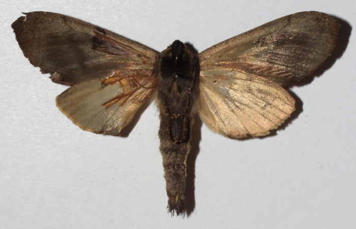 Figura 12. Adulto <i>Crinodes</i></i> ritsemaeDHJ02 (Notodontidae), posición vista dorsal. (18-SRNP-30901-DHJ940999).