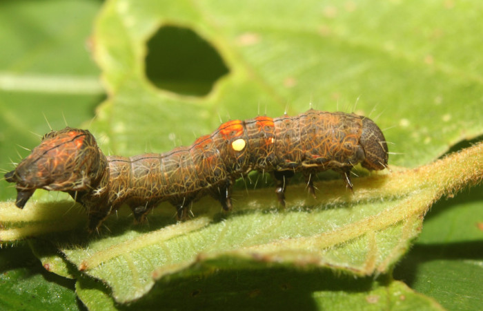 Figura 13. Dorsal entero <i>Crinodes</i></i> ritsemaeDHJ02, (Notodontidae), en la planta <i>Gouania polygama</i></i> (Rhamnaceae). Sector Pitilla. Medrano (elevación 380 metros). Colectada 22 mayo 2018. (18-SRNP-70418-DHJ741769.jpg).