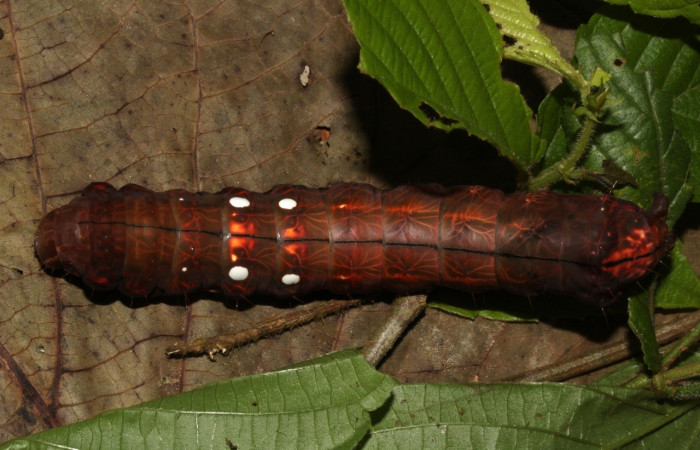 Figura 14. Dorsal entero <i>Crinodes</i></i> ritsemaeDHJ02, (Notodontidae), en la planta <i>Gouania polygama</i></i> (Rhamnaceae). Sector Pitilla. Pasmompa (elevación 440 metros). Colectada 18 junio 2019. (19-SRNP-30837-DHJ765160.jpg).