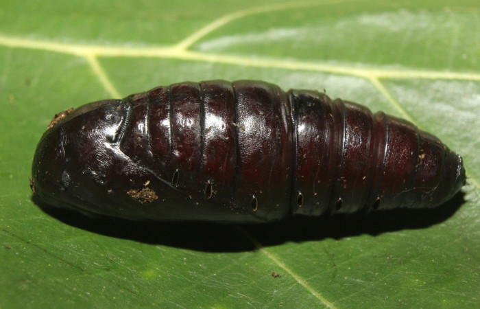 Figura 15. Pupa <i>Crinodes</i></i> ritsemaeDHJ02 (Notodontidae). (18-SRNP-70418-DHJ741821.jpg).