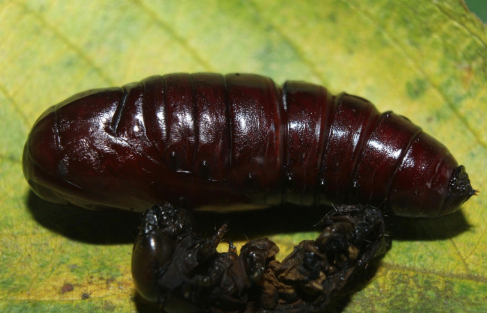Figura 16. Pupa <i>Crinodes besckei</i></i> (Notodontidae). (15-SRNP-71120-DHJ727589.jpg).