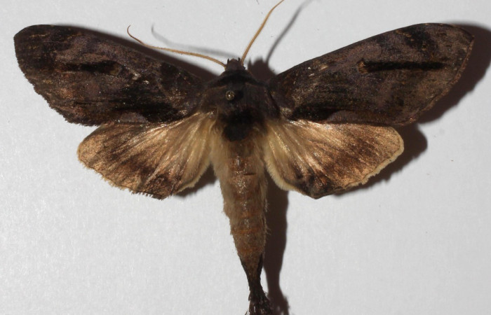 Figura 17. Adulto <i>Crinodes</i></i> ritsemaeDHJ02 (Notodontidae), posición vista dorsal. (18-SRNP-70418-DHJ941000).