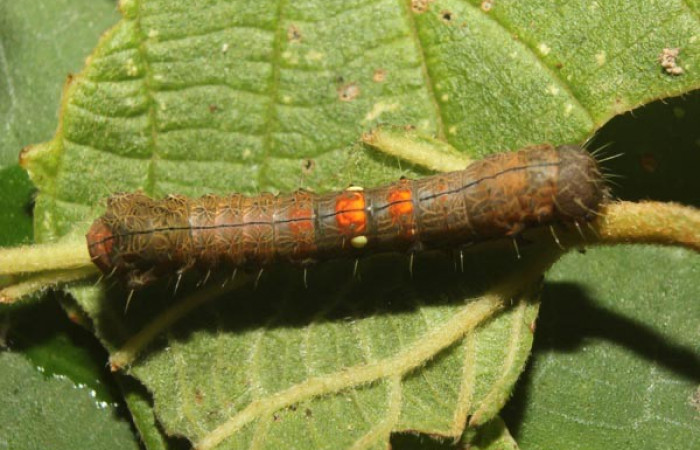 Figura 1. Dorsal entero <i>Crinodes</i></i> ritsemaeDHJ02, (Notodontidae), en la planta <i>Gouania polygama</i></i> (Rhamnaceae). Sector Pitilla. Medrano (elevación 380 metros). Colectada 22 mayo 2018. (18-SRNP-70418-DHJ741770.jpg).