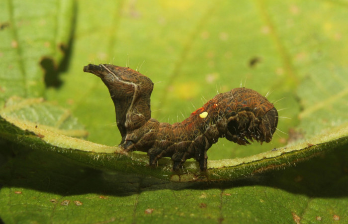 Figura 2. Lateral entero <i>Crinodes</i></i> ritsemaeDHJ02, (Notodontidae), en la planta <i>Gouania polygama</i></i> (Rhamnaceae). Sector Pitilla. Medrano (elevación 380 metros). Colectada 22 mayo 2018. (18-SRNP-70418-DHJ741765.jpg).