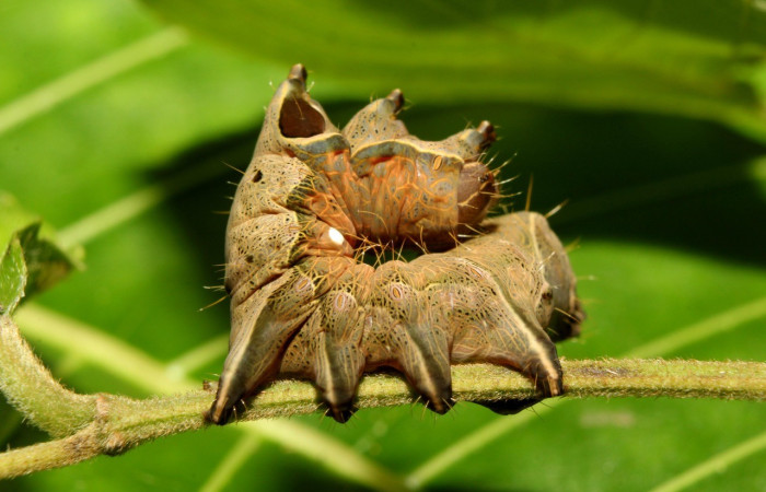 Figura 3. Lateral central <i>Crinodes</i></i> ritsemaeDHJ02, (Notodontidae), en la planta <i>Gouania polygama</i></i> (Rhamnaceae). Sector Pitilla. Medrano (elevación 380 metros). Colectada 22 mayo 2018. (18-SRNP-70418-DHJ741796.jpg).