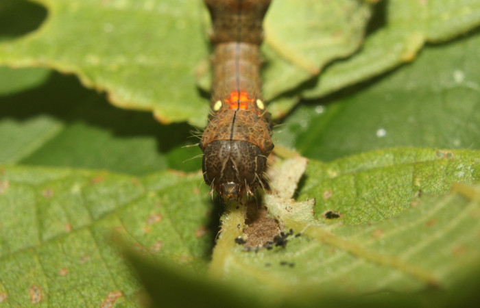 Figura 4.Cabeza <i>Crinodes</i></i> ritsemaeDHJ02, (Notodontidae), en la planta <i>Gouania polygama</i></i> (Rhamnaceae). Sector Pitilla. Medrano (elevación 380 metros). Colectada 22 mayo 2018. (18-SRNP-70418-DHJ741767.jpg).