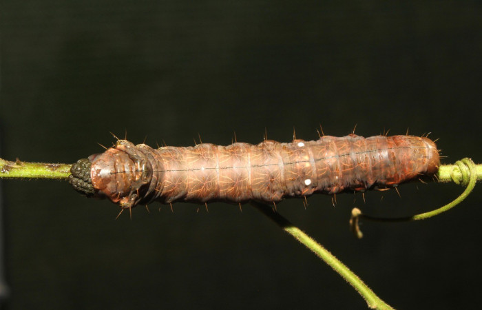 Figura 5.Dorsal entero <i>Crinodes</i></i> ritsemaeDHJ02, (Notodontidae), en la planta <i>Gouania polygama</i></i> (Rhamnaceae). Sector Pitilla. Medrano (elevación 380 metros). Colectada 22 mayo 2018. (18-SRNP-70418-DHJ741812.jpg).