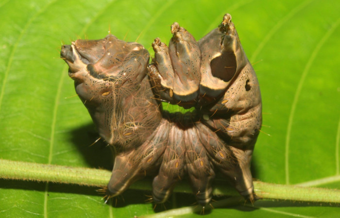 Figura 6.Posición cabeza <i>Crinodes</i></i> ritsemaeDHJ02, (Notodontidae), en la planta <i>Gouania polygama</i></i> (Rhamnaceae). Sector Pitilla. Medrano (elevación 380 metros). Colectada 22 mayo 2018. (18-SRNP-70418-DHJ741804.jpg).