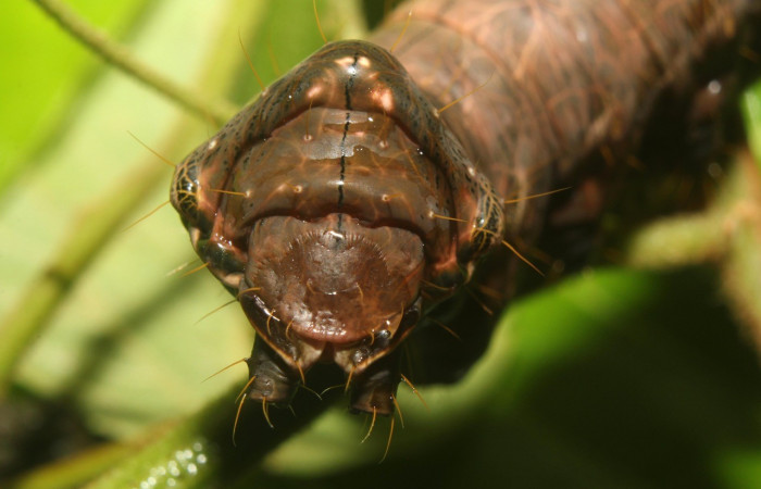 Figura 7.Parte posterior <i>Crinodes</i></i> ritsemaeDHJ02, (Notodontidae), en la planta <i>Gouania polygama</i></i> (Rhamnaceae). Sector Pitilla. Medrano (elevación 380 metros). Colectada 22 mayo 2018. (18-SRNP-70418-DHJ741814.jpg).