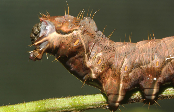 Figura 8.Parte posterior <i>Crinodes</i></i> ritsemaeDHJ02, (Notodontidae), en la planta <i>Gouania polygama</i></i> (Rhamnaceae). Sector Pitilla. Medrano (elevación 380 metros). Colectada 22 mayo 2018. (18-SRNP-70418-DHJ741810.jpg).