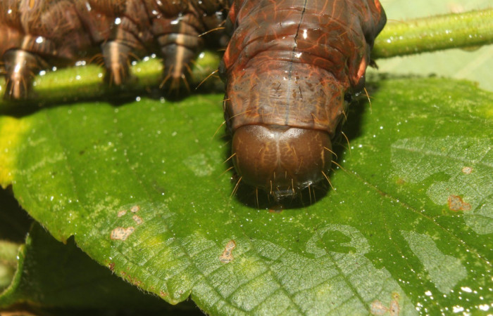Figura 9.Cabeza <i>Crinodes</i></i> ritsemaeDHJ02, (Notodontidae), en la planta <i>Gouania polygama</i></i> (Rhamnaceae). Sector Pitilla. Medrano (elevación 380 metros). Colectada 22 mayo 2018. (18-SRNP-70418-DHJ741809p.jpg).