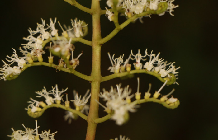 Figura. 10 Flor en racimo, <i>Miconia  trinervia</i></i>, (Melastomataceae). Area de Conservación Guanacaste. Sector Rincón Rain Forest. Selva, (elevación 410 metros), colectada el 26 de marzo 2023. Foto, Jorge Hernández. 
