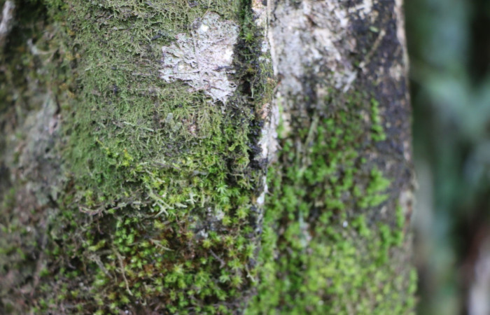 Figura. 11 Corteza, <i>Miconia  trinervia</i></i>, (Melastomataceae). Area de Conservación Guanacaste. Sector Rincón Rain Forest. Selva, (elevación 410 metros), colectada el 26 de marzo 2023. Foto, Jorge Hernández. 