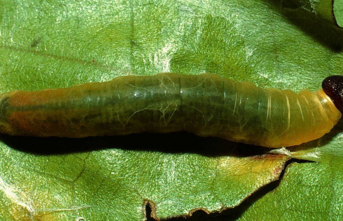 Figura. 12 Larva <i>Cyclosemia</i></i> Burns01 (Hesperiidae), posición dorsal entero alimentándose en <i>Miconia trinervia</i></i>, (Melastomataceae). (02-SRNP-7060-DHJ66113.jpg). 
