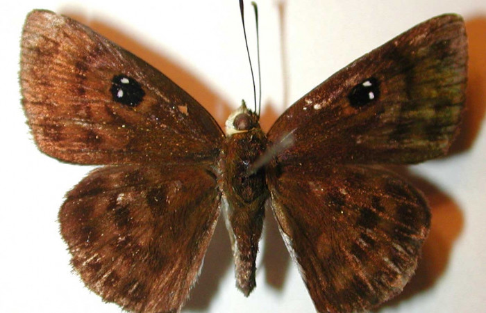 Figura. 13 Adulto <i>Cyclosemia</i></i> Burns01 (Hesperiidae), posición vista dorsal entero. (00-SRNP-14207-DHJ32916). 