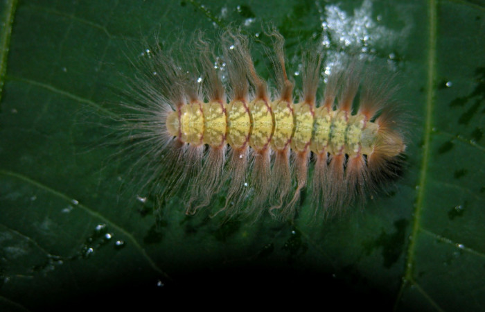 Figura. 14 Larva <i>Symmachia triclolor</i></i> (Riodinidae), posición dorsal entero alimentándose en <i>Miconia trinervia</i></i>, (Melastomataceae). (04-SRNP-43101-DHJ401785.jpg). 
