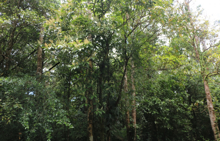 Figura. 1 Habitad, <i>Miconia  trinervia</i></i>, (Melastomataceae). Area de Conservación Guanacaste. Sector Rincón Rain Forest. Selva, (elevación 410 metros), colectada el 26 de marzo 2023. Foto, Jorge Hernández. 

