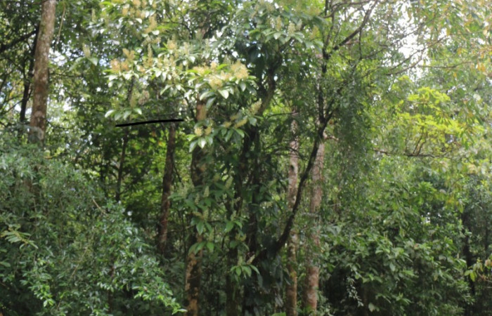 Figura. 2 Habitad, <i>Miconia  trinervia</i></i>, (Melastomataceae). Area de Conservación Guanacaste. Sector Rincón Rain Forest. Selva, (elevación 410 metros), colectada el 26 de marzo 2023. Foto, Jorge Hernández. 
