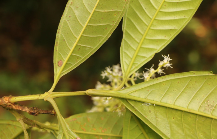 Figura. 3 Posición de hojas, <i>Miconia  trinervia</i></i>, (Melastomataceae). Area de Conservación Guanacaste. Sector Rincón Rain Forest. Selva, (elevación 410 metros), colectada el 26 de marzo 2023. Foto, Jorge Hernández. 
