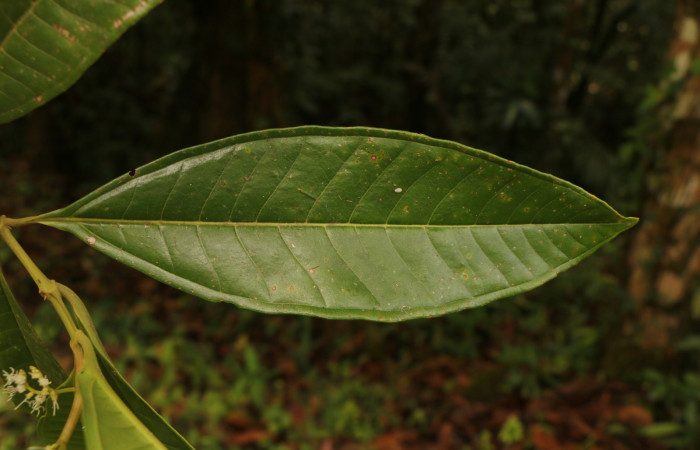 Figura. 4 Haz, <i>Miconia  trinervia</i></i>, (Melastomataceae). Area de Conservación Guanacaste. Sector Rincón Rain Forest. Selva, (elevación 410 metros), colectada el 26 de marzo 2023. Foto, Jorge Hernández. 
