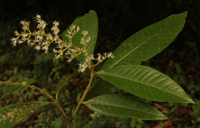 Figura. 7 Flores en punta de rama , <i>Miconia  trinervia</i></i>, (Melastomataceae). Area de Conservación Guanacaste. Sector Rincón Rain Forest. Selva, (elevación 410 metros), colectada el 26 de marzo 2023. Foto, Jorge Hernández. 
