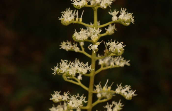 Figura. 8 Flores en racimo, <i>Miconia  trinervia</i></i>, (Melastomataceae). Area de Conservación Guanacaste. Sector Rincón Rain Forest. Selva, (elevación 410 metros), colectada el 26 de marzo 2023. Foto, Jorge Hernández. 
