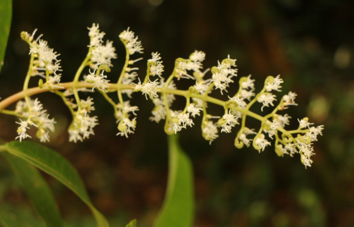 Figura. 9 Racimo de flores  lateral, <i>Miconia  trinervia</i></i>, (Melastomataceae). Area de Conservación Guanacaste. Sector Rincón Rain Forest. Selva, (elevación 410 metros), colectada el 26 de marzo 2023. Foto, Jorge Hernández. 
