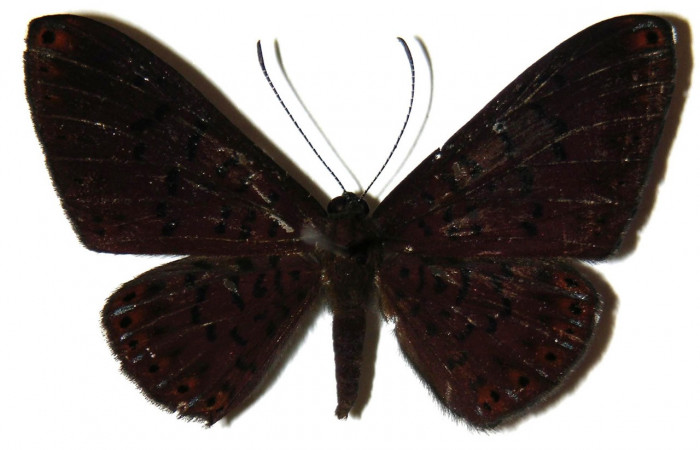 Figura 1. Adulto de larva <i>Metacharis victrix</i></i> (Riodinidae), vista dorsal, localidad Sendero Perdido, Sector San Cristóbal ACG (620). Voucher: 03-SRNP-7818-DHJ308008.jpg.