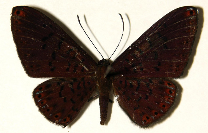 Figura 8. Adulto de larva <i>Metacharis victrix</i></i> (Riodinidae), (macho) vista dorsal, localidad Sendero Perdido Sector San Cristóbal ACG (620m). Voucher: 03-SRNP-7818-DHJ91902.jpg.