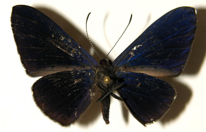 Figura 9. Adulto de larva <i>Metacharis victrix</i></i> (Riodinidae), (macho) vista ventral, localidad Sendero Perdido Sector San Cristóbal ACG (620m). Voucher: 03-SRNP-7818-DHJ91903.jpg. 