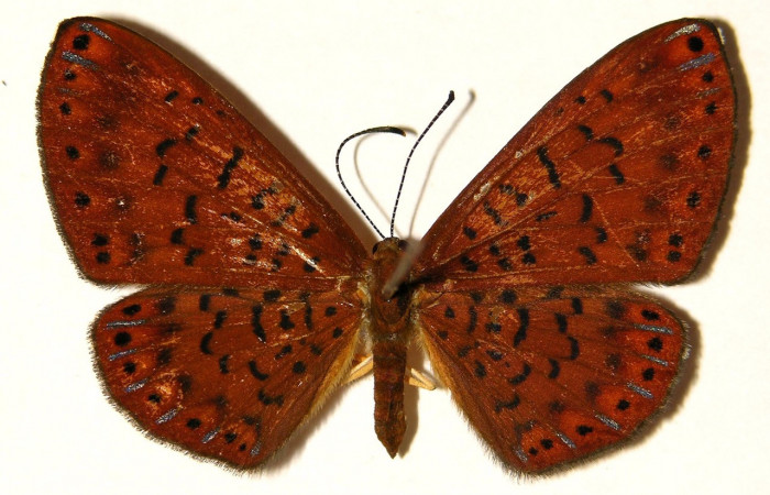 Figura 10. Adulto de larva <i>Metacharis victrix</i></i> (Riodinidae), (hembra) vista dorsal, localidad Sendero Perdido Sector San Cristóbal ACG (620m) Voucher: 03-SRNP-7819-DHJ91900.jpg.