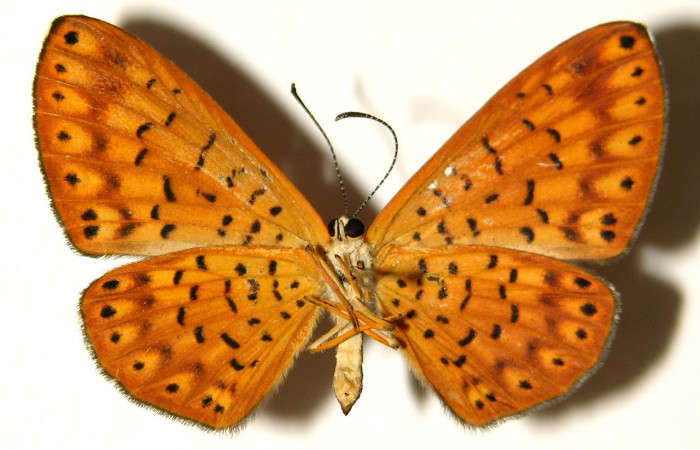 Figura 11. Adulto de larva <i>Metacharis victrix</i></i> (Riodinidae), (hembra) vista vental, localidad Sendero Perdido Sector San Cristóbal ACG (620m).  Voucher: 03-SRNP-7819-DHJ91901.jpg.