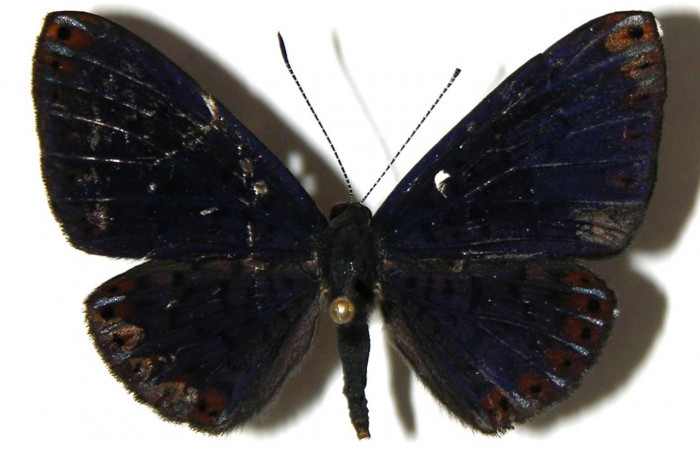 Figura 14. Adulto de larva <i>Metacharis umbrata</i></i> (Riodinidae), (macho) vista dorsal, localidad, Sendero Juntas, Sector Rincon Rain Forest, ACG (400m). Voucher: 04-SRNP-42355-DHJ307390.jpg.