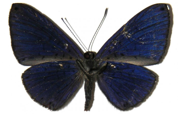 Figura 15. Adulto de larva <i>Metacharis umbrata</i></i> (Riodinidae), (macho) vista ventral, localidad, Sendero Juntas, Sector Rincon Rain Forest, ACG (400m). Voucher: 04-SRNP-42355-DHJ307391.jpg. 