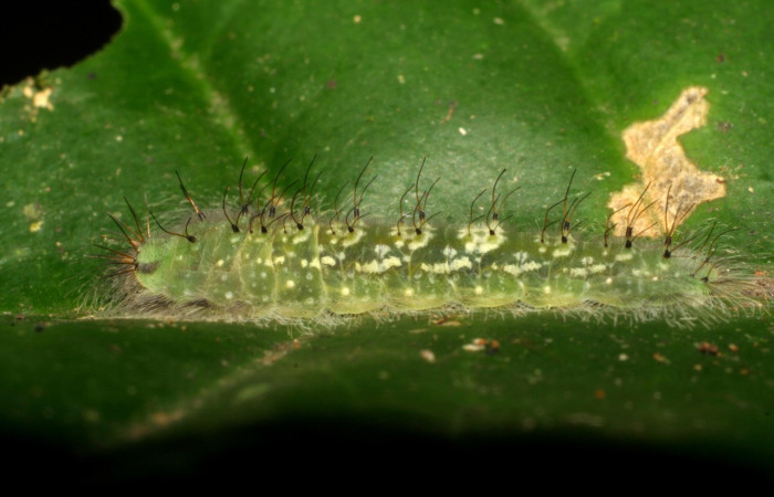 Figura 2. Larvas de <i>Metacharis victrix</i></i> (Riodinidae), en último estadío (U), vista lateral, localidad Sendero Palo Alto, Sector San Cristóbal, ACG (570m). Voucher: 06-SRNP-3808-DHJ410536.jpg.