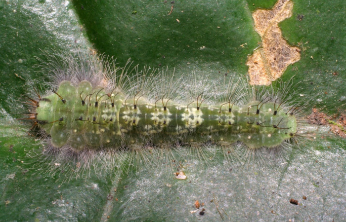 Figura 3. Larvas de <i>Metacharis victrix</i></i> (Riodinidae), en último estadío (U), vista dorsal, localidad Sendero Palo Alto, Sector San Cristobal, ACG (570m). Voucher: 06-SRNP-3808-DHJ410539.jpg.