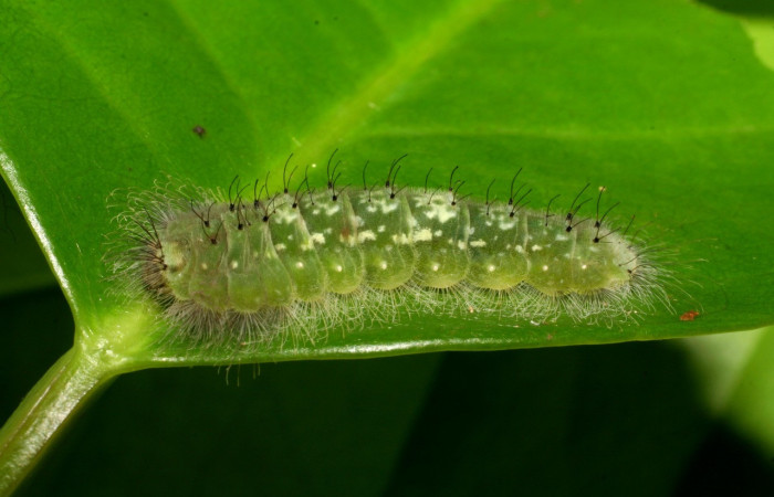 Figura 12. Larvas de <i>Metacharis umbrata</i></i> (Riodinidae), en último estadío (U), vista lateral, localidad San Antonio, Sector Del Oro, ACG (335m). Voucher: 07-SRNP-22378-DHJ426520.jpg.