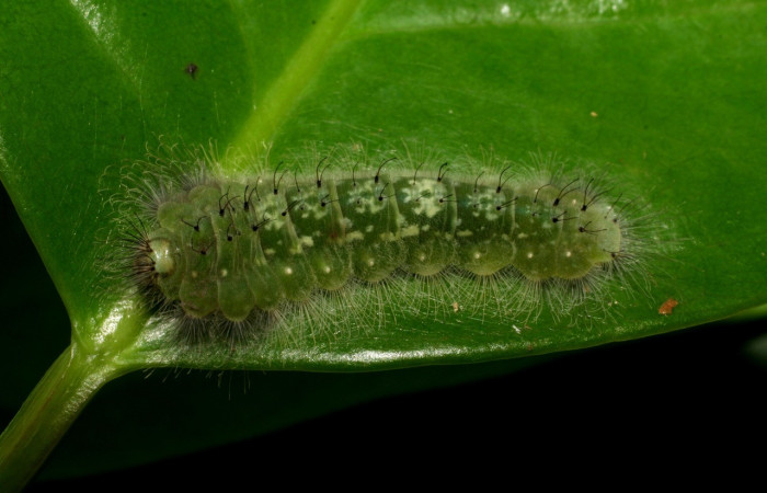 Figura 13. Larvas de <i>Metacharis umbrata</i></i> (Riodinidae), en último estadío (U), vista dorsal, localidad San Antonio, Sector Del Oro, ACG (335m). Voucher: 07-SRNP-22378-DHJ426522.jpg.