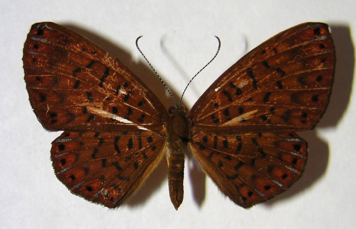 Figura 16. Adulto de larva <i>Metacharis umbrata</i></i> (Riodinidae), (hembra) vista dorsal, localidad, Quebrada Guarumo, Sector Rincon Rain Forest, ACG (400m). Voucher: 07-SRNP-40322-DHJ370526.jpg.