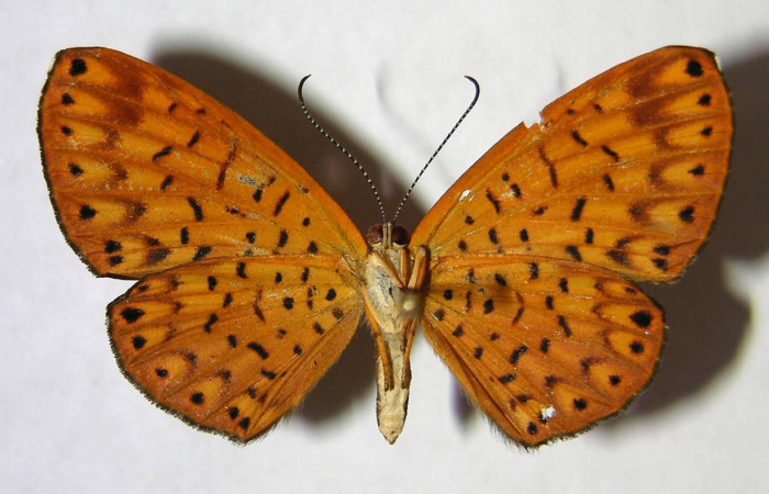 Figura 17. Adulto de larva <i>Metacharis umbrata</i></i> (Riodinidae), (hembra) vista vental, localidad, Quebrada Guarumo, Sector Rincon Rain Forest, ACG (400m).  Voucher: 07-SRNP-40322-DHJ370527.jpg.