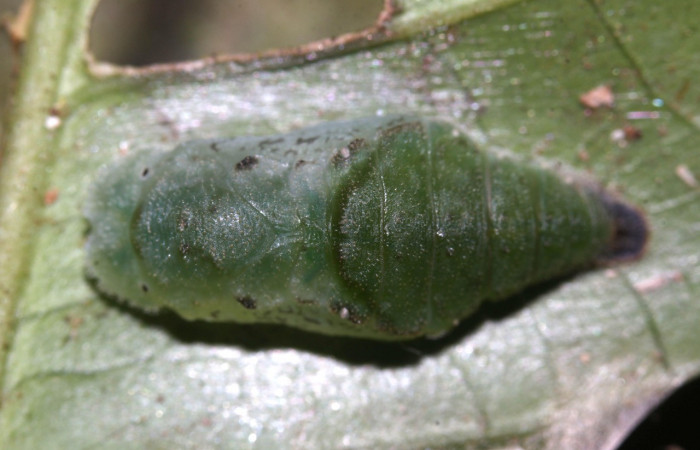 Figura 7. Pupas de larvas <i>Metacharis victrix</i></i> (Riodinidae), vista dorsal, localidad Sendero Cuestona, Sector Pitilla, ACG (640m). Voucher: 17-SRNP-32380-DHJ740671.jpg.