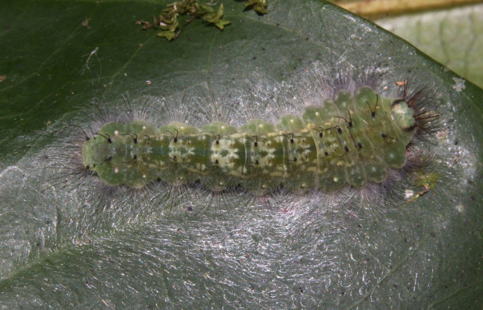 Figura 4. Larvas de <i>Metacharis victrix</i></i> (Riodinidae), en último estadío (U), vista dorsal, localidad Sendero Cuestona, Sector Pitilla, ACG (640m). Voucher: 17-SRNP-32381-DHJ740676.jpg.