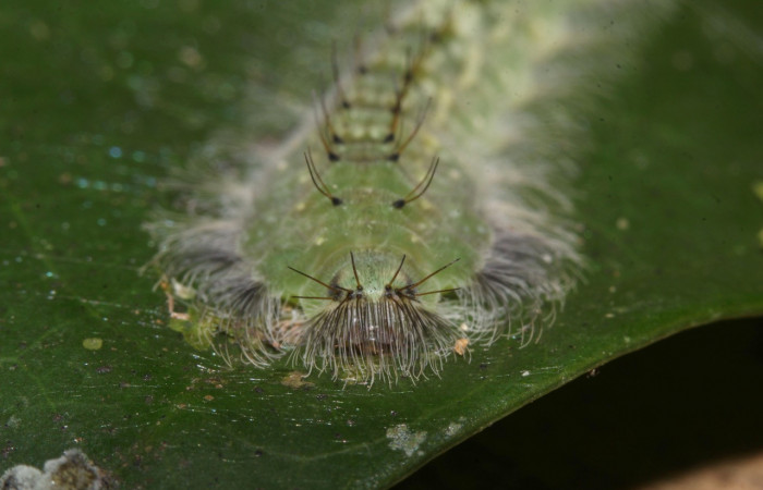 Figura 5. Larvas de <i>Metacharis victrix</i></i> (Riodinidae), en último estadío (U), vista cabeza de frente localidad Sendero Cuestona, Sector Pitilla, ACG (640m). Voucher: 17-SRNP-32381-DHJ740680.jpg.