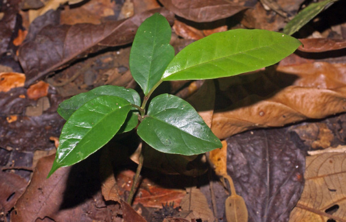 Figura 18. Planta hospedera de <i>Metacharis victrix</i></i> (Riodinidae), esta planta se llama <i>Heisteria concinna</i></i> (Olacaceae), ocalidad Sendero Manguera Estación Biológica Quica, Sector Pitilla ACG (470m), foto: Ricardo Calero 06 Abril 2023.