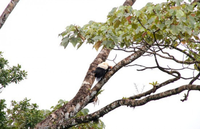 Fig.1 <i>Sarcoramphus papa</i></i> familia (Cathartidae). Foto,Pablo Umaña.