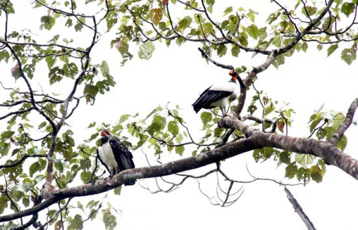 Fig.10 <i>Sarcoramphus papa</i></i> familia (Cathartidae). Foto,Pablo Umaña.