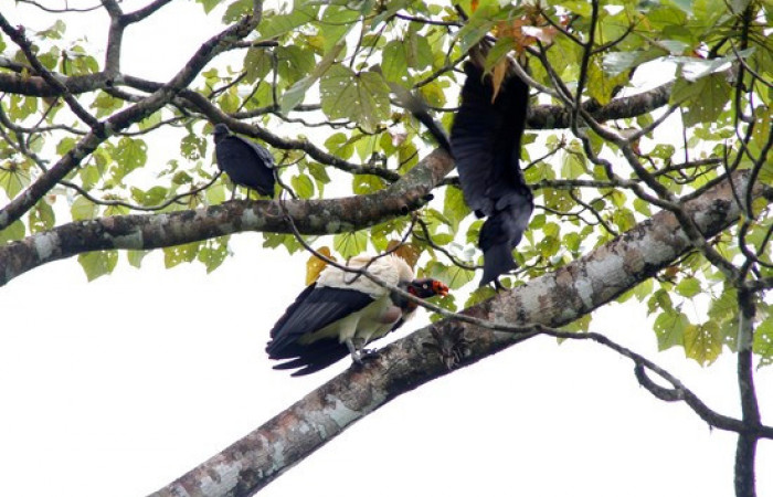 Fig.11 <i>Sarcoramphus papa</i></i> familia (Cathartidae), y zopilotes negros <i>Coragyps atratus</i></i>. Foto,Pablo Umaña Calderón.